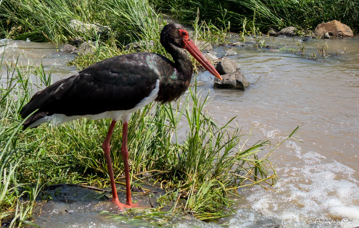 Cigüeña Negra - ML651842061