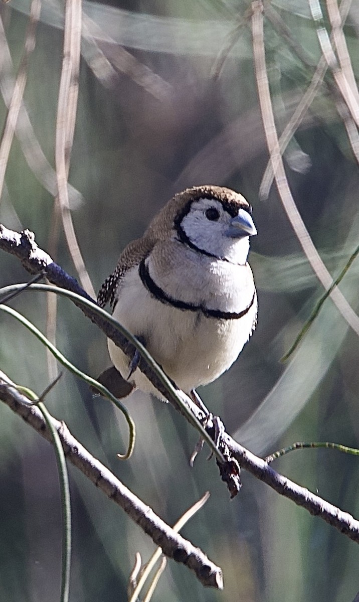 Кольчатая амадина - ML651842065