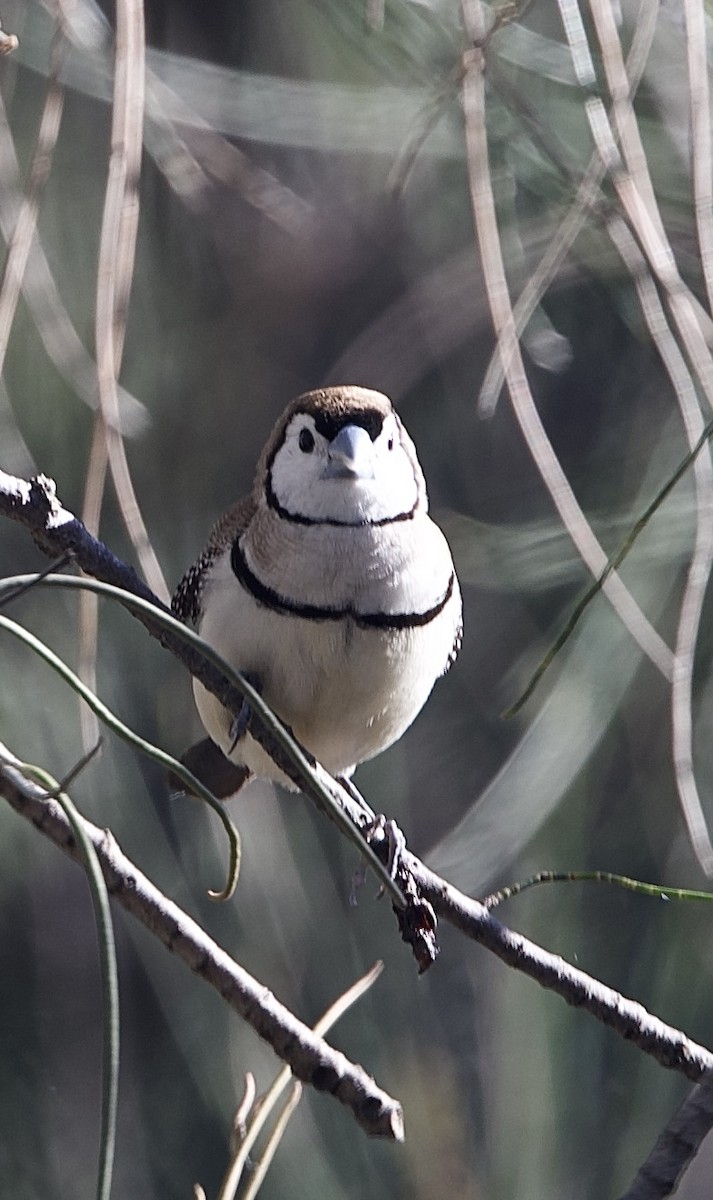 Кольчатая амадина - ML651842066