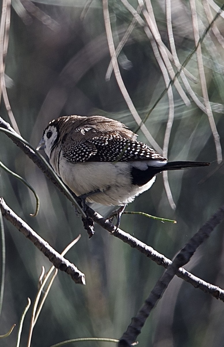 Кольчатая амадина - ML651842067