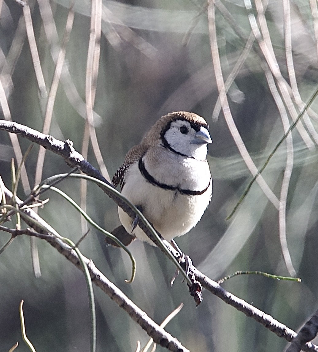 Кольчатая амадина - ML651842068