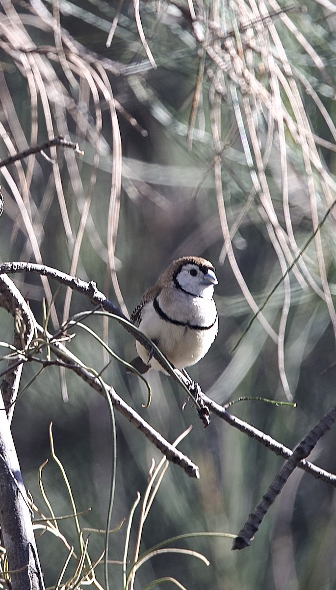 Кольчатая амадина - ML651842069