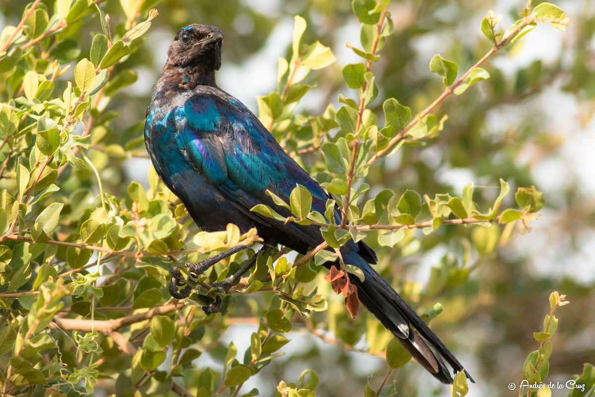 Estornino de Burchell - ML651842086