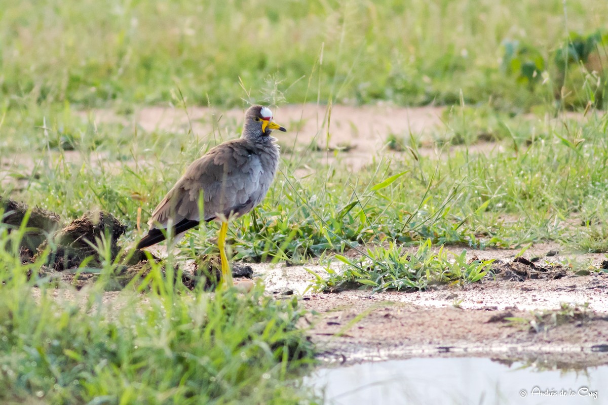 Avefría Senegalesa - ML651842098