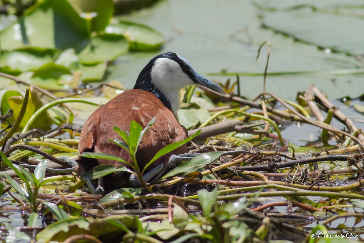 Jakana afrikarra - ML651842106