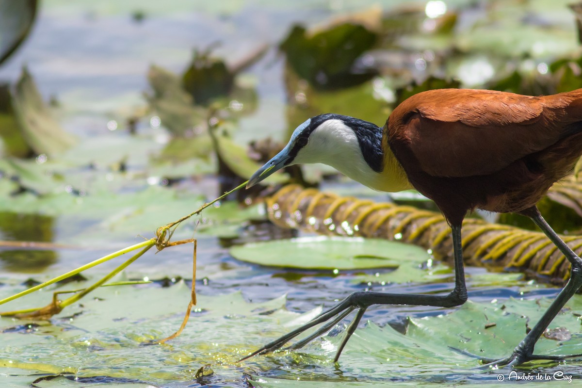 Jakana afrikarra - ML651842108