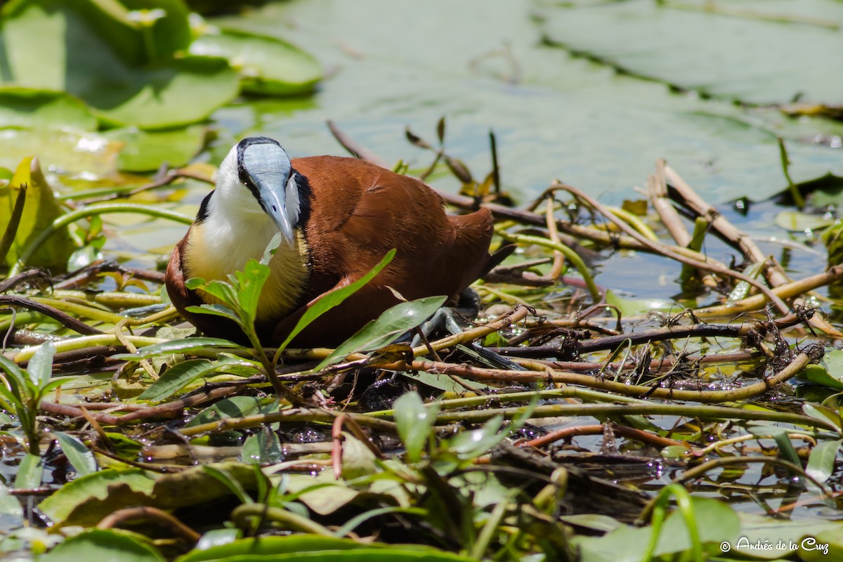 Jakana afrikarra - ML651842109