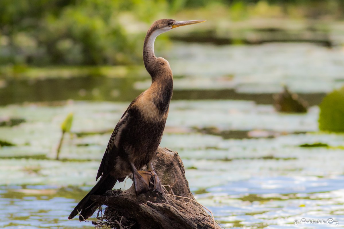 Anhinga afrikarra - ML651842113