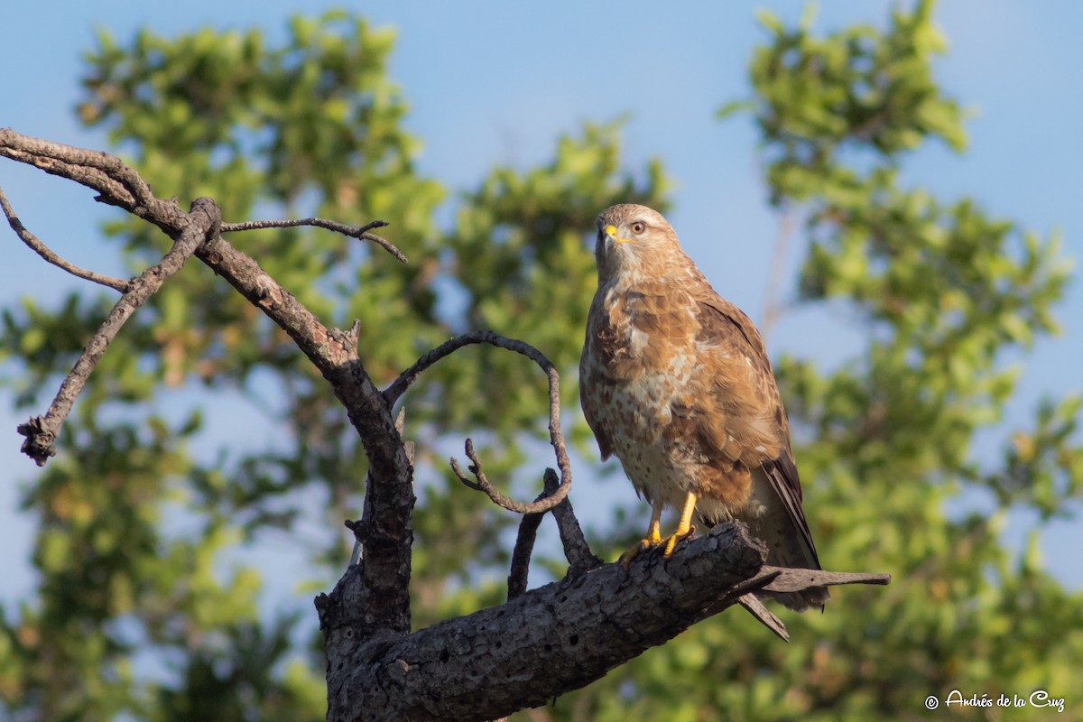 Zapelatz arrunta (vulpinus/menetriesi) - ML651842118