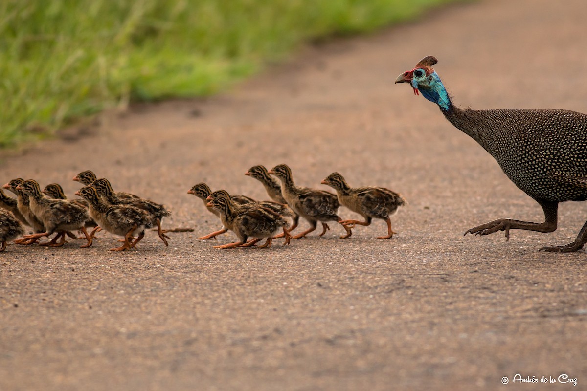 Pintada arrunta - ML651842133