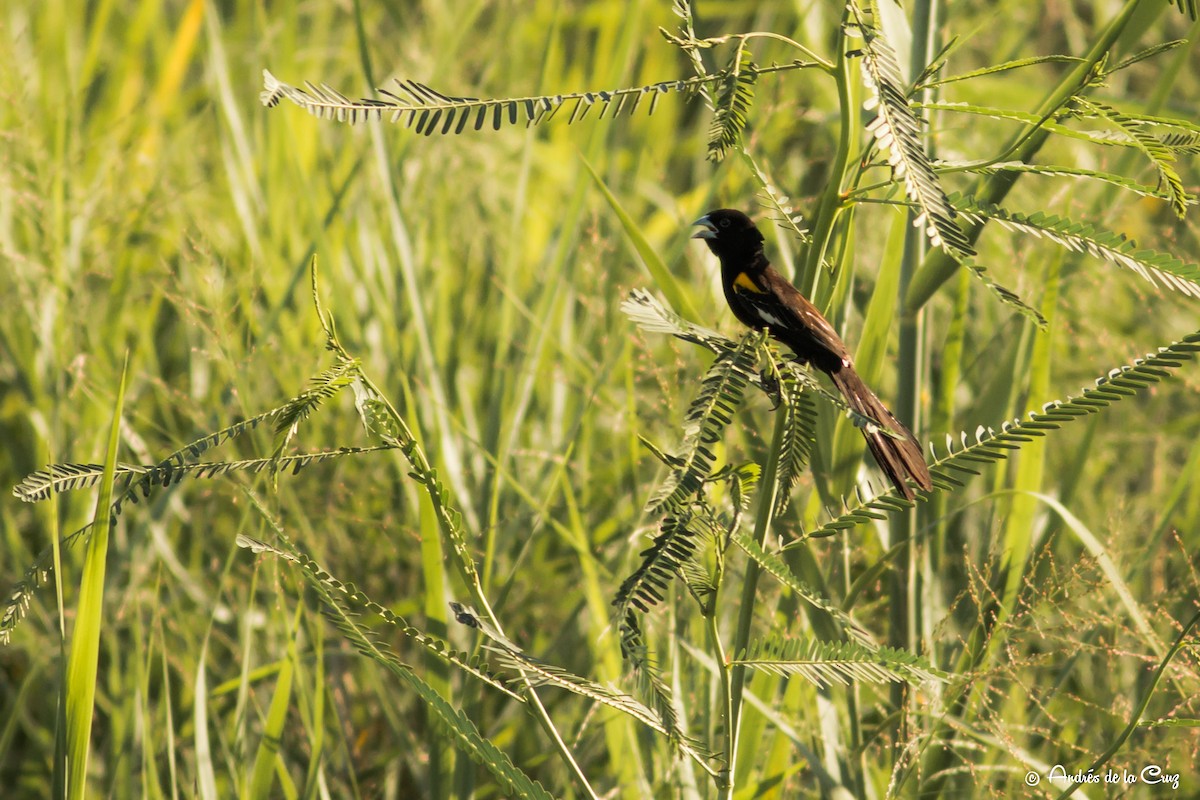 White-winged Widowbird - ML651842163