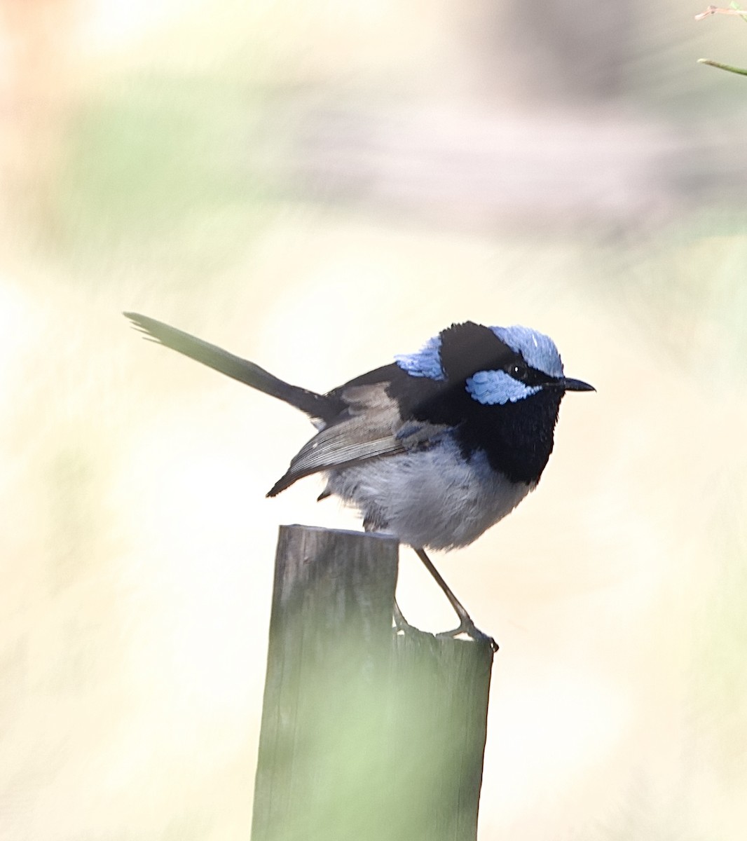 Великолепный малюр - ML651842218