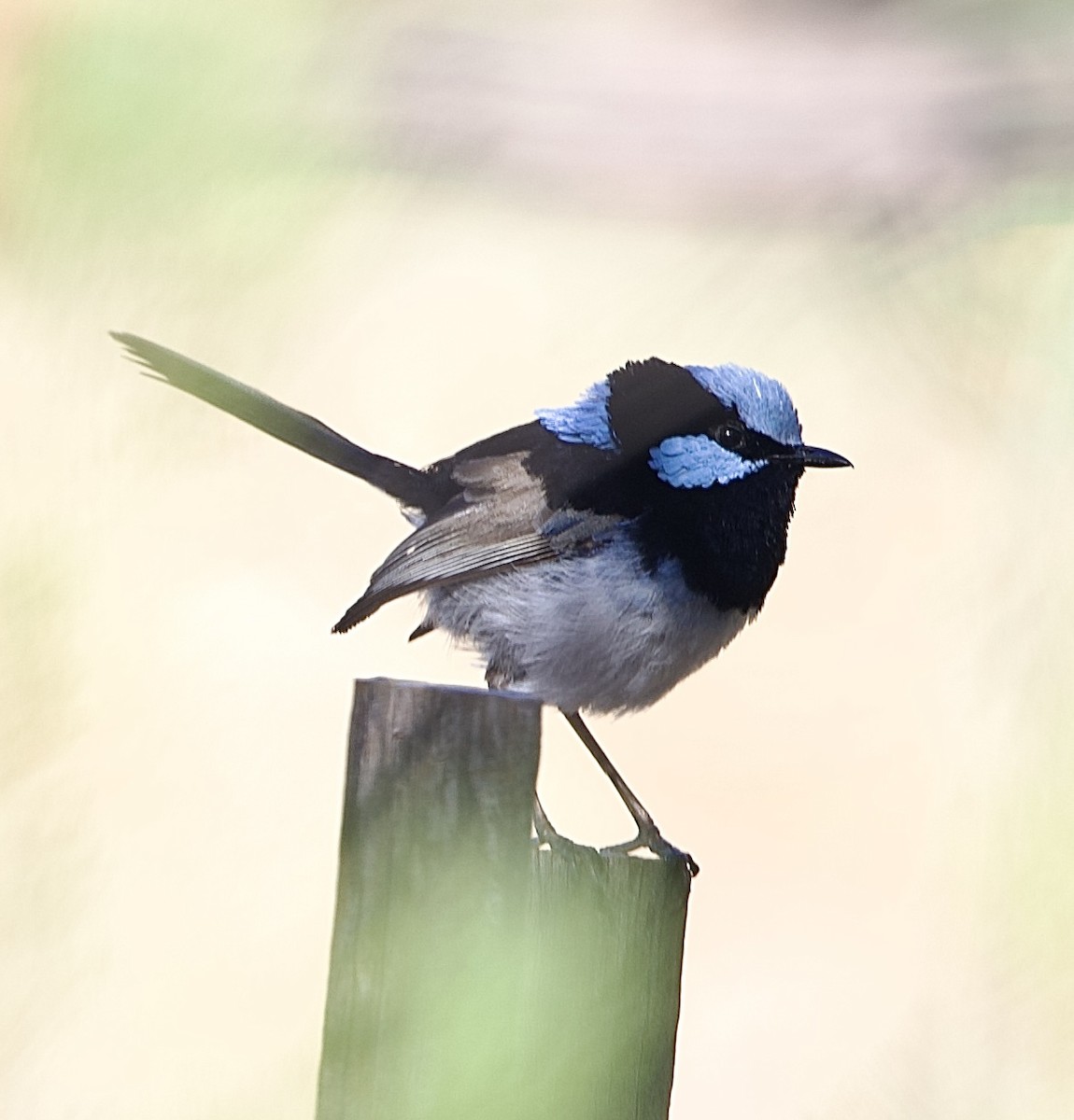 Великолепный малюр - ML651842219