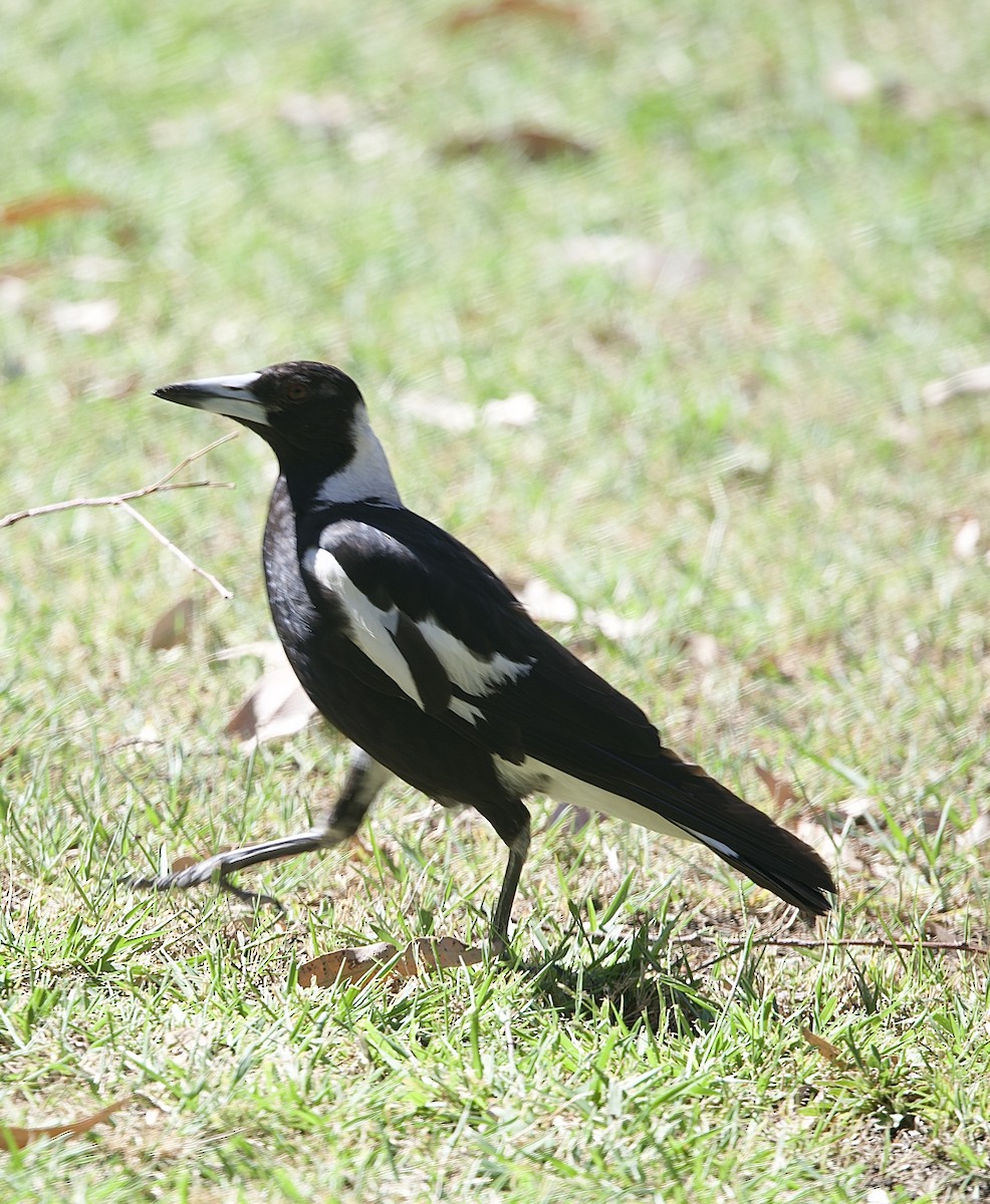 Буругонг, ворона-свистун - ML651842368