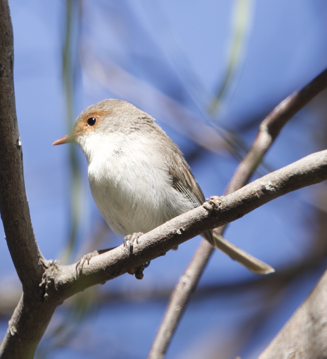 Великолепный малюр - ML651842561