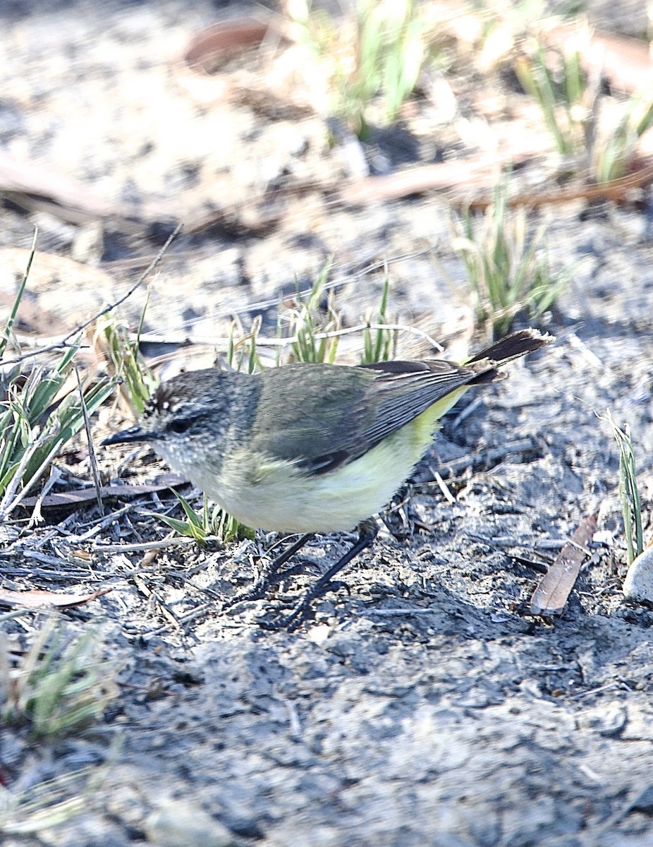 Желтопоясничная шипоклювка - ML651842595