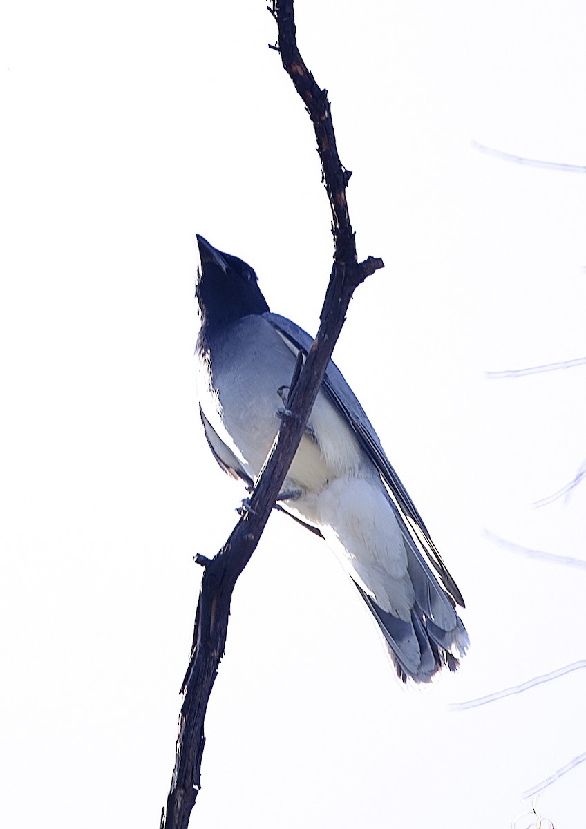 Чернолицый воронец - ML651842620