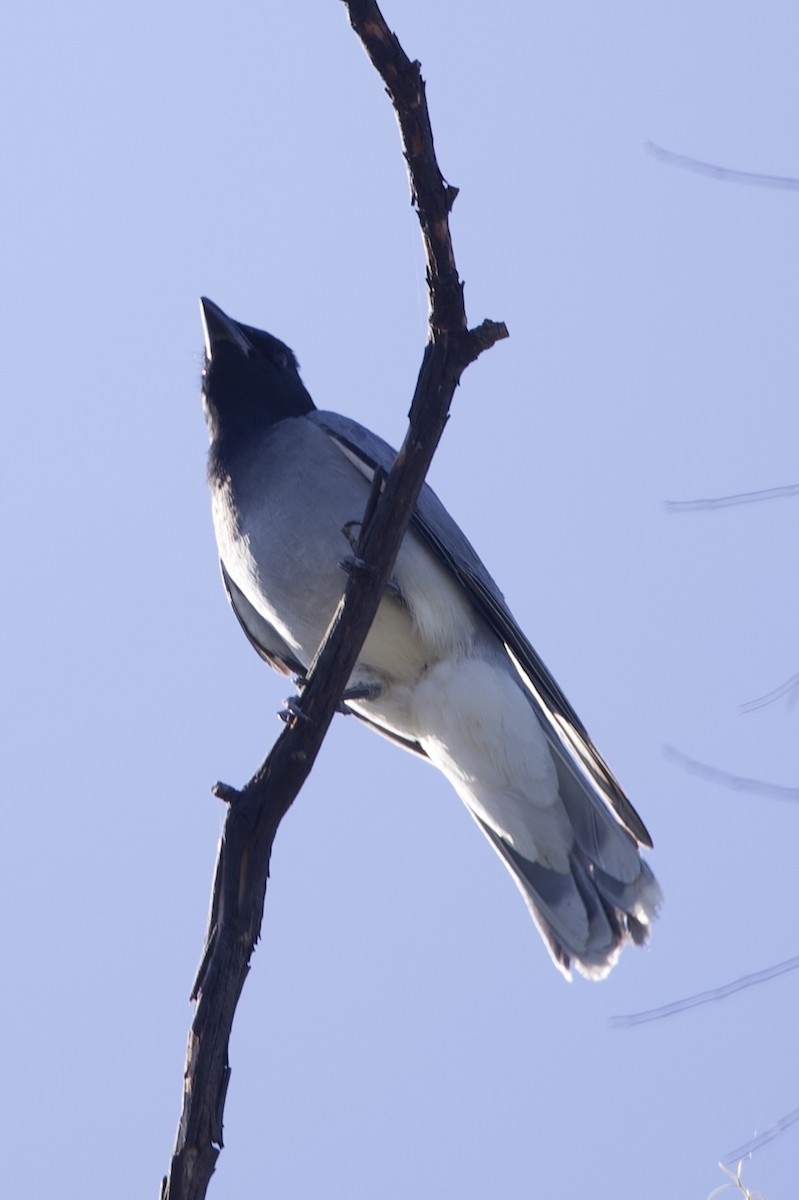 Чернолицый воронец - ML651842621