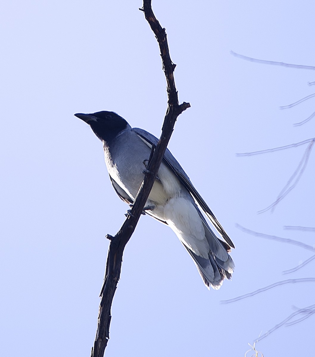 Чернолицый воронец - ML651842622