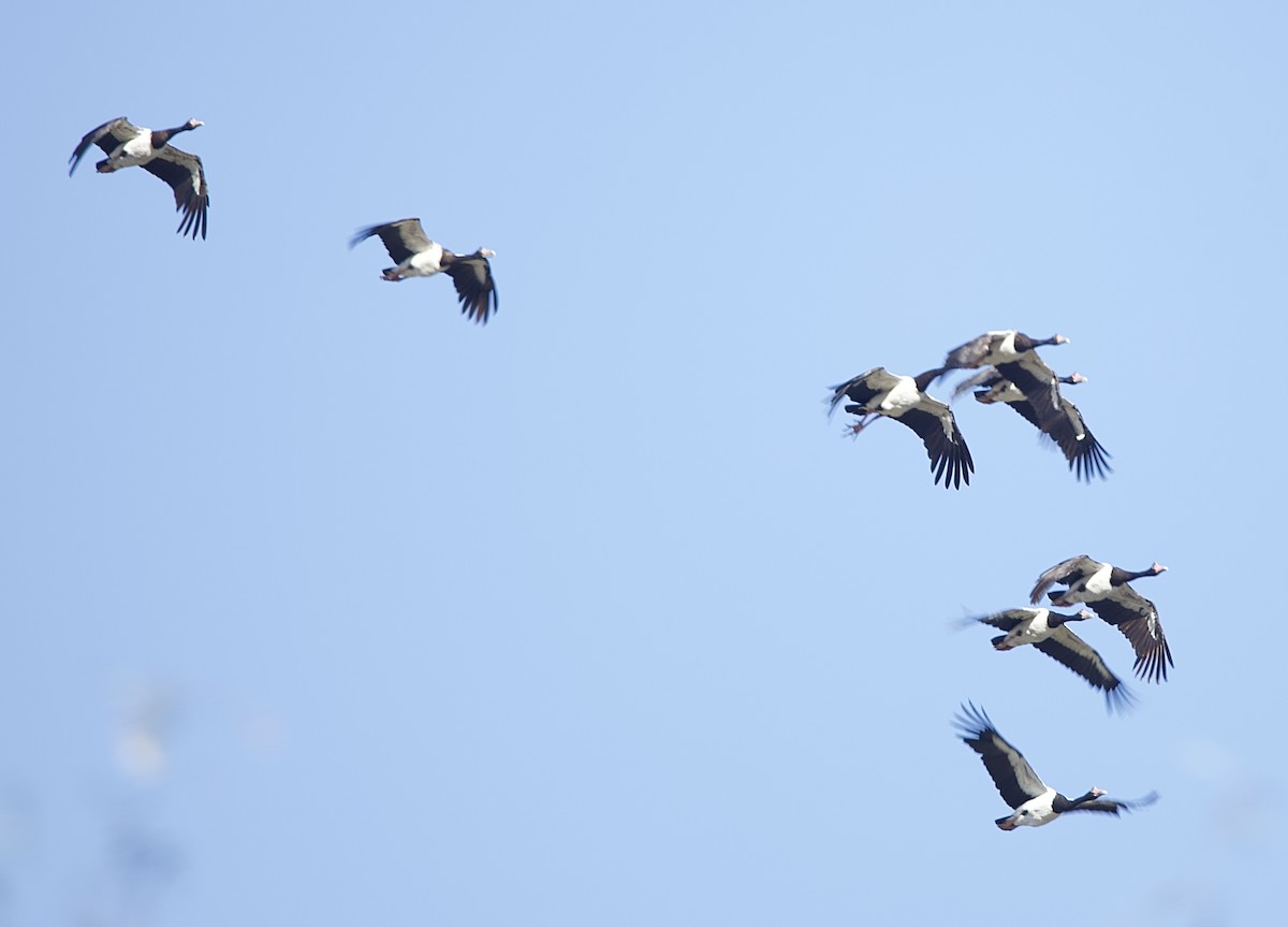 Полулапчатый гусь - ML651842663