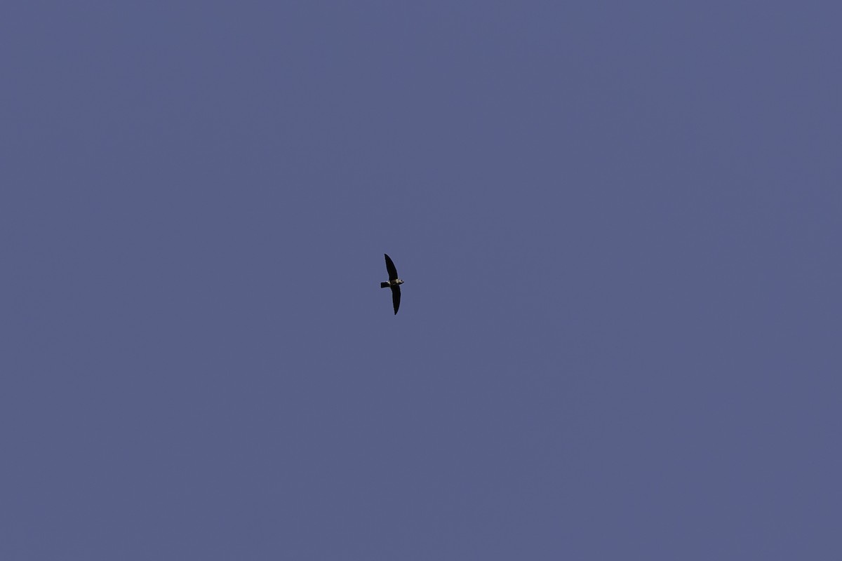 Baobab İğnekuyruğu - ML651843096