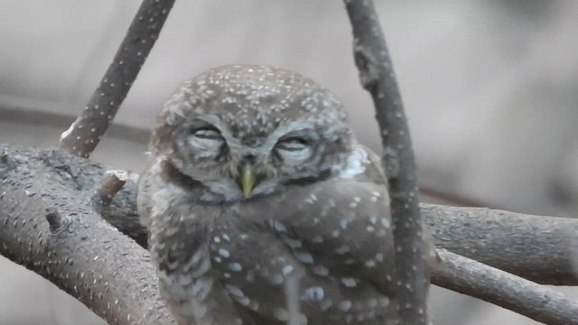 Spotted Owlet - ML651843278