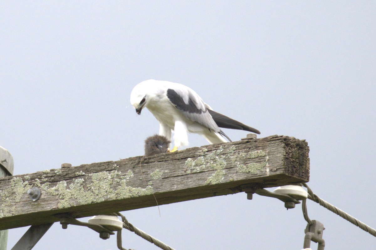 Black-shouldered Kite - ML651843415
