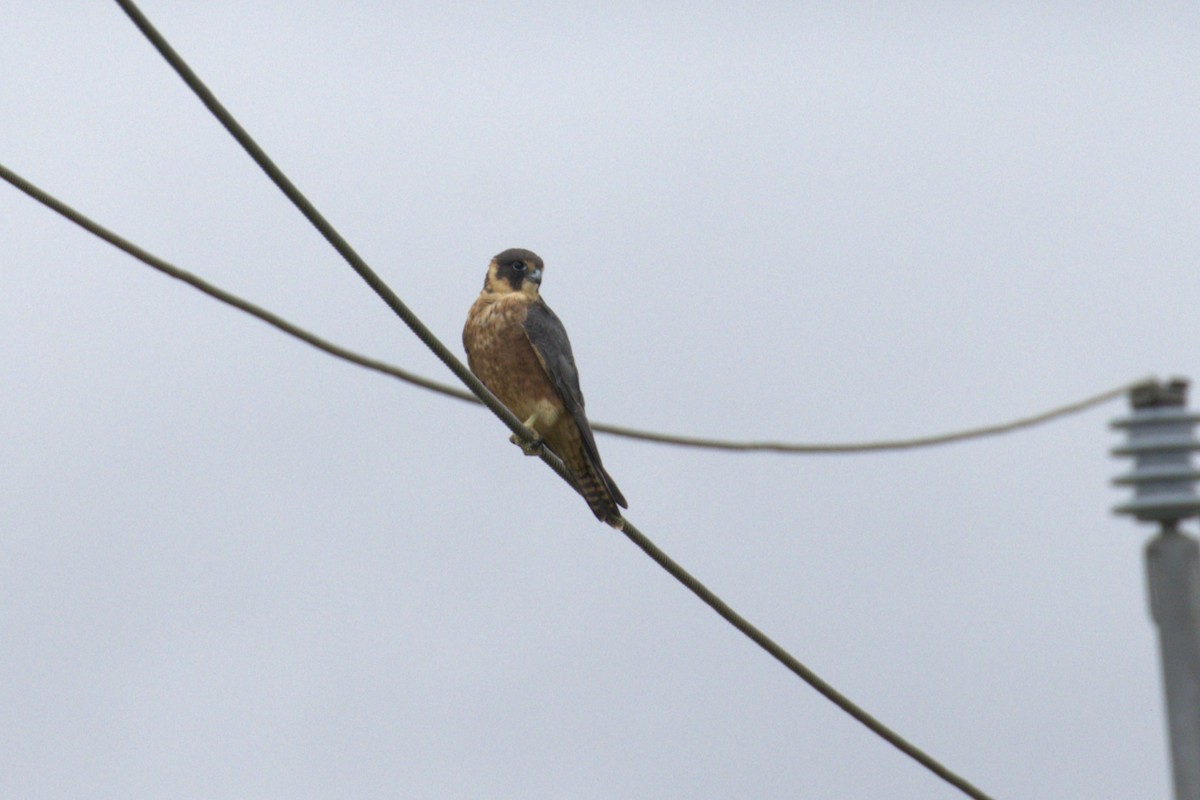 Australian Hobby - ML651843422