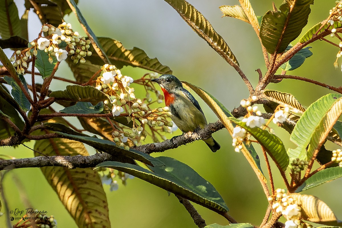 Fire-throated Flowerpecker - ML651843437