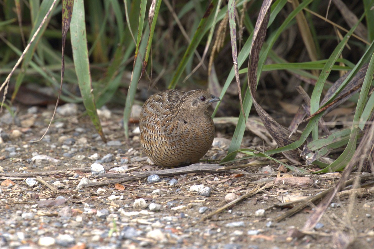 Brown Quail - ML651843440