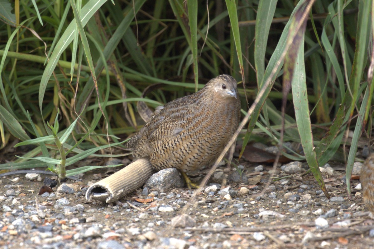 Brown Quail - ML651843441