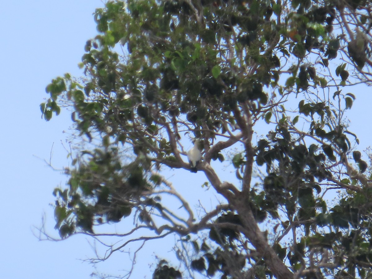 Pied Imperial-Pigeon - ML651844206
