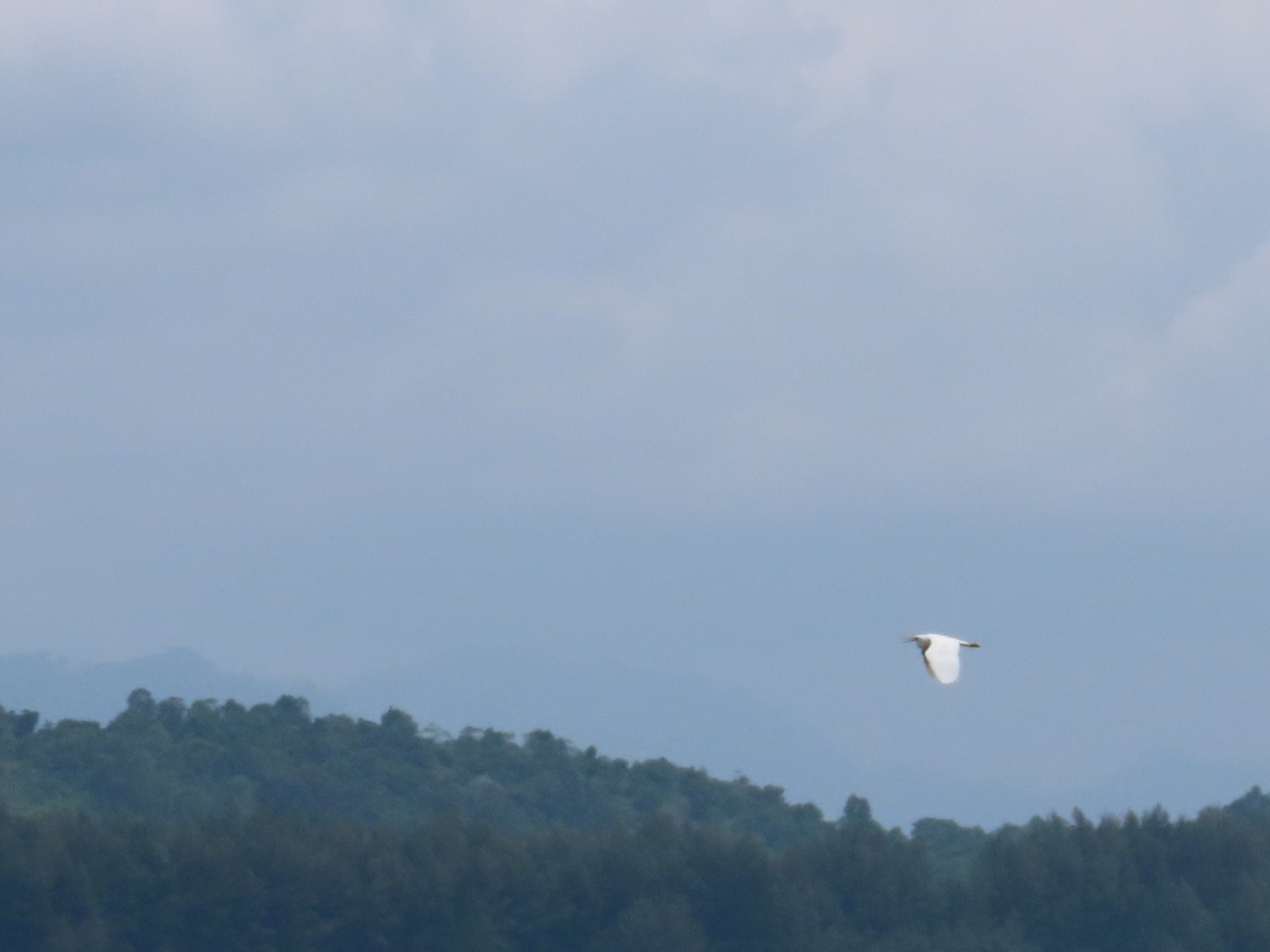 Pacific Reef-Heron - ML651844228