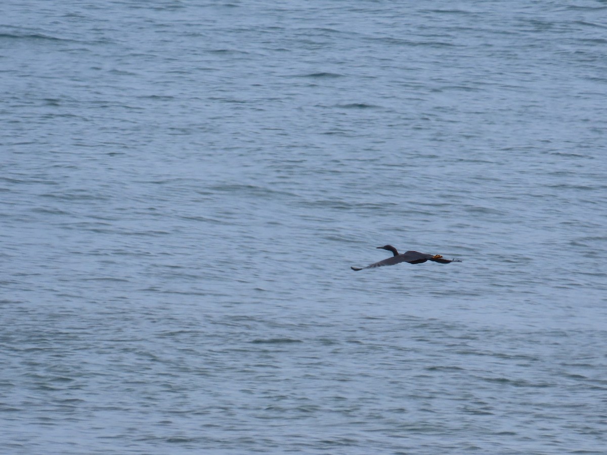 Pacific Reef-Heron - ML651844229