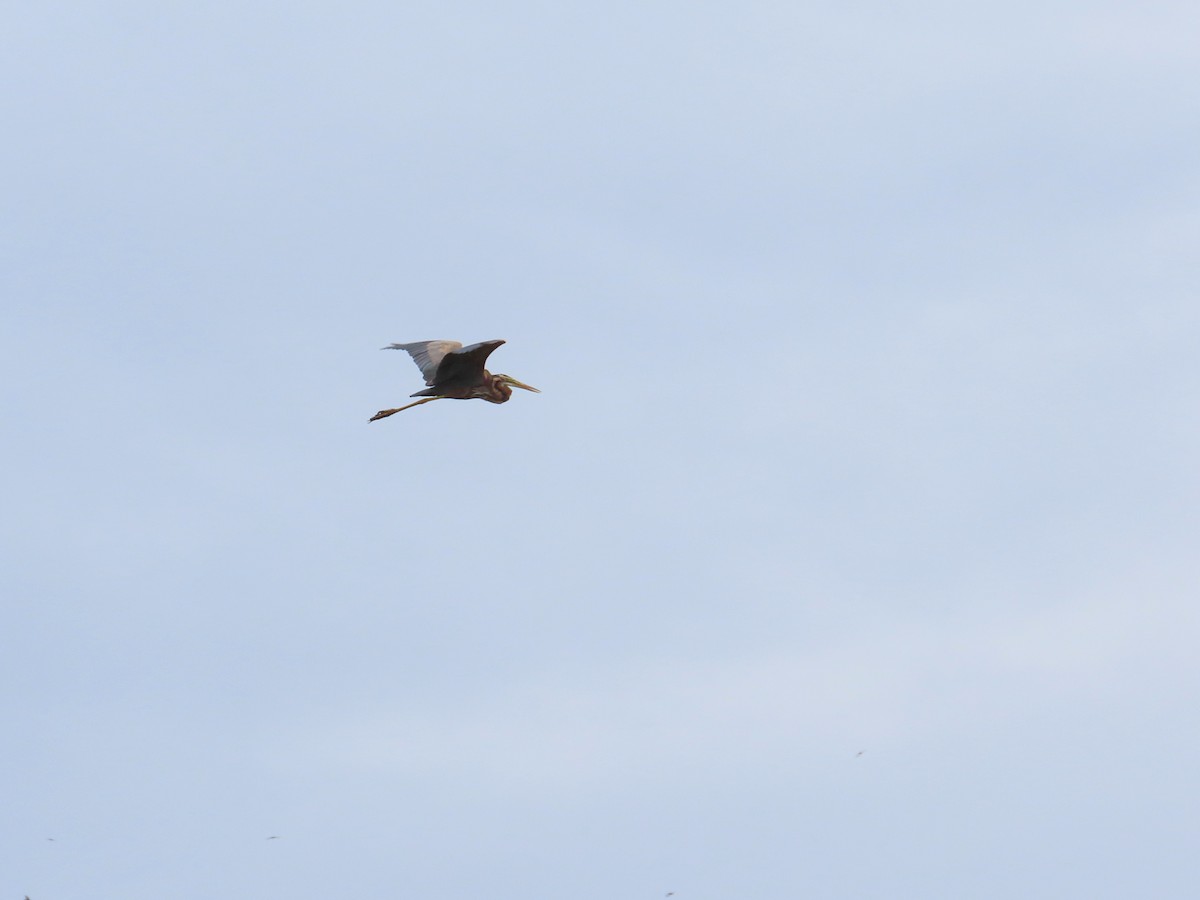 Purple Heron - ML651844522