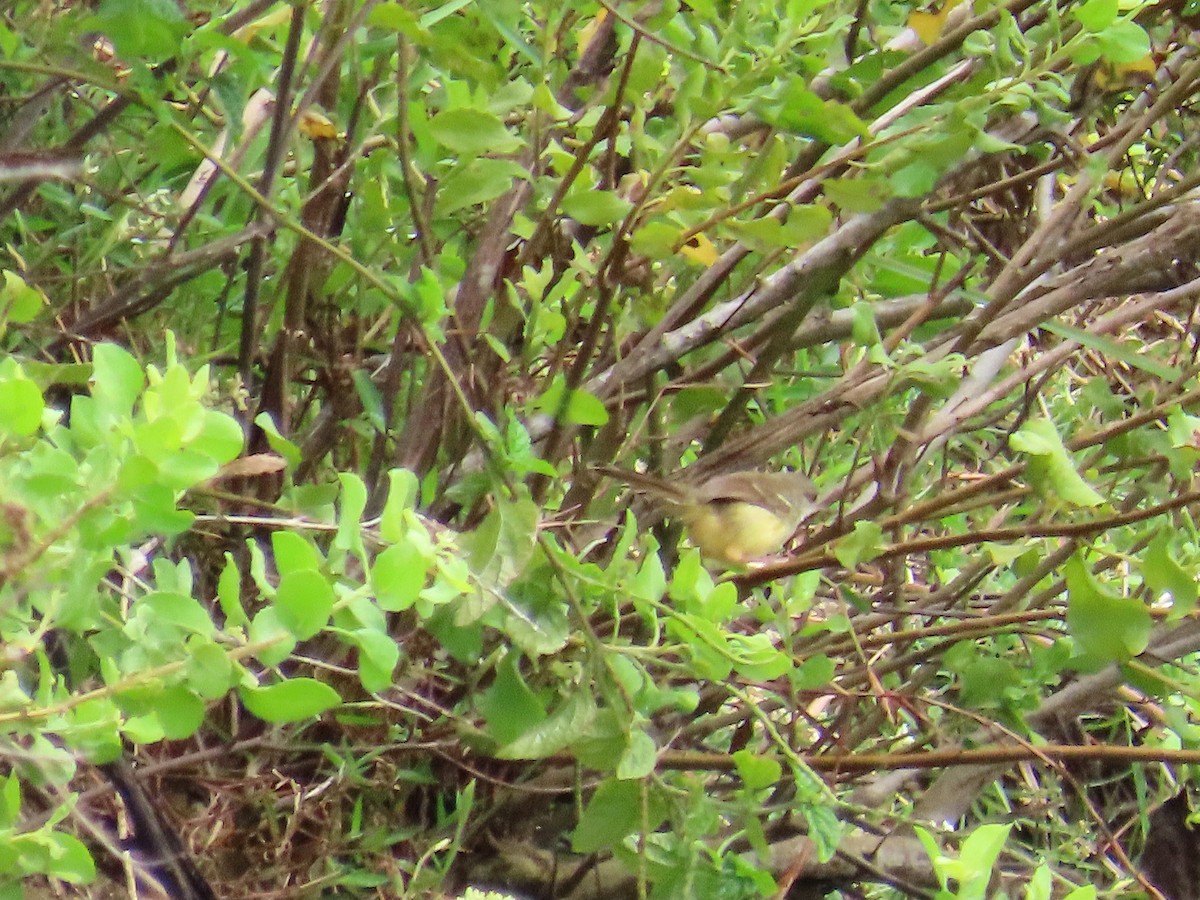 Bar-winged Prinia - ML651844528