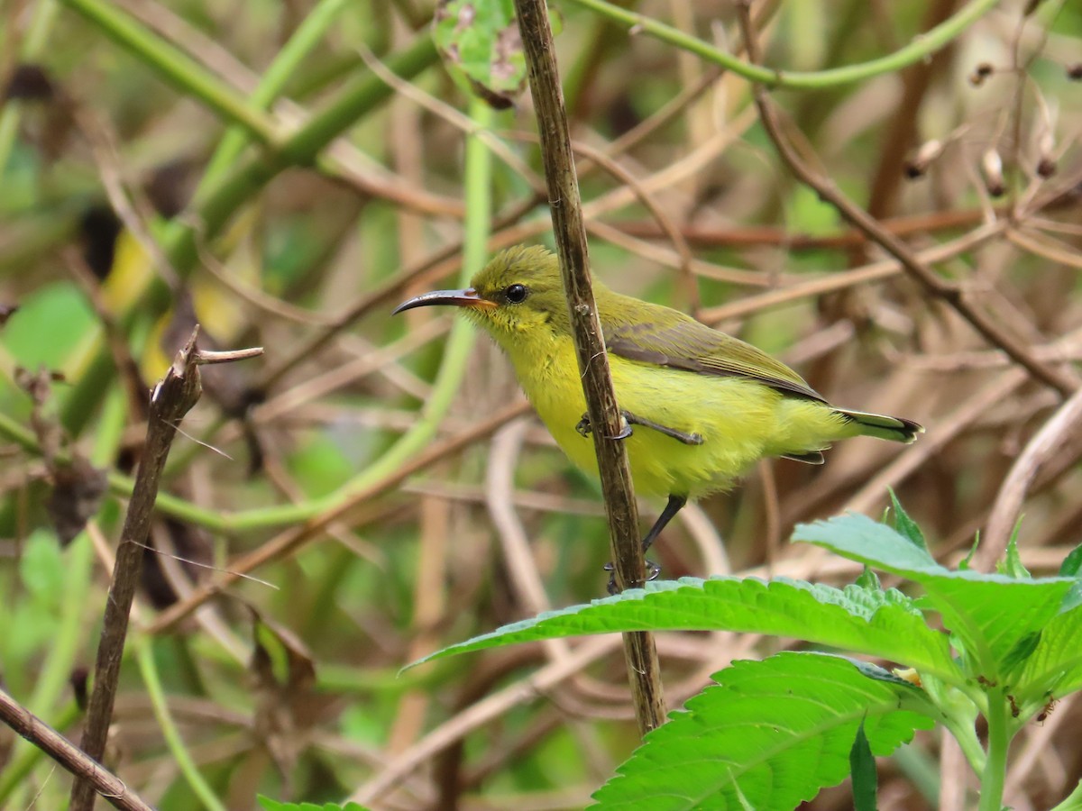 Ornate Sunbird - ML651844551