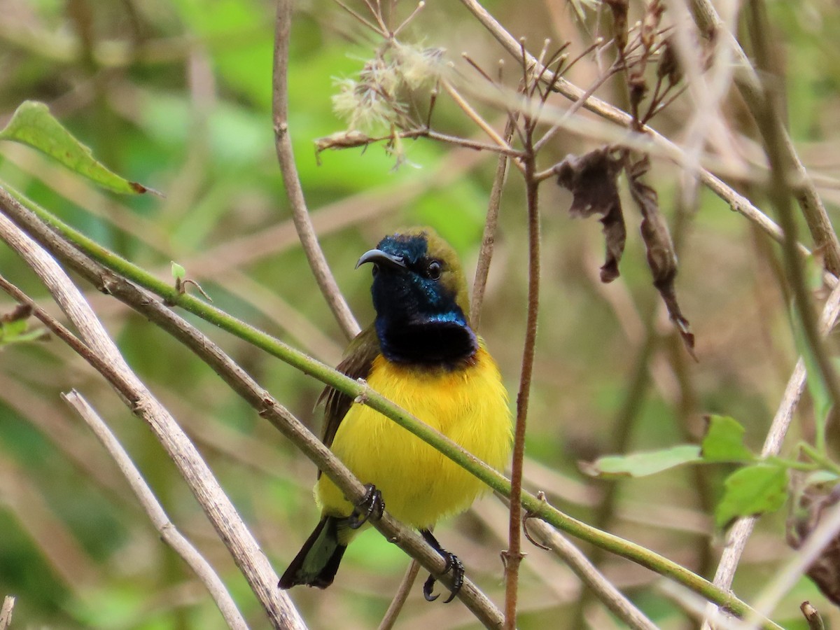 Ornate Sunbird - ML651844552