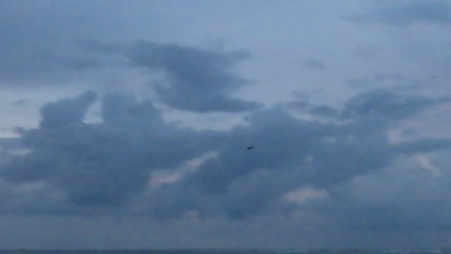 Savanna Nightjar - ML651844750