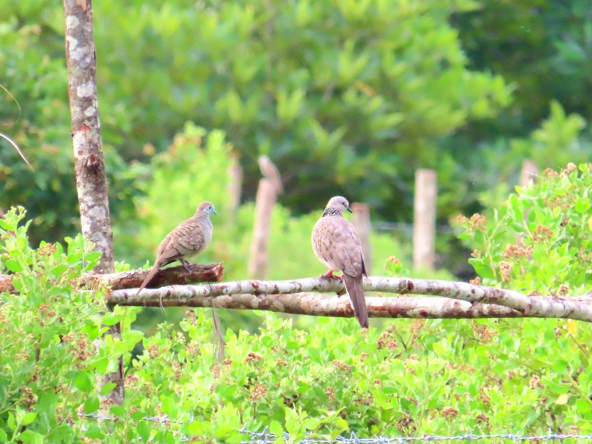 Spotted Dove - ML651844886