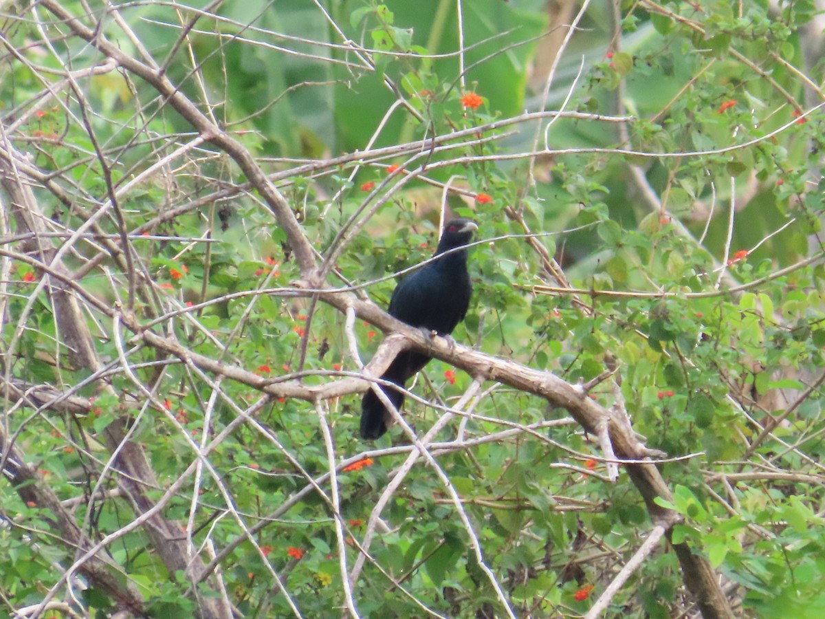 Asian Koel - ML651844890