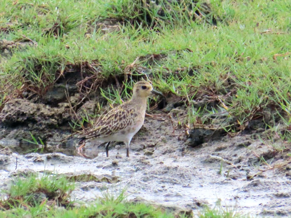 Pacific Golden-Plover - ML651844898