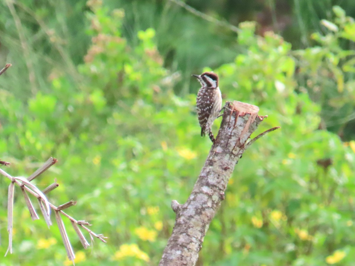 Sunda Pygmy Woodpecker - ML651844911
