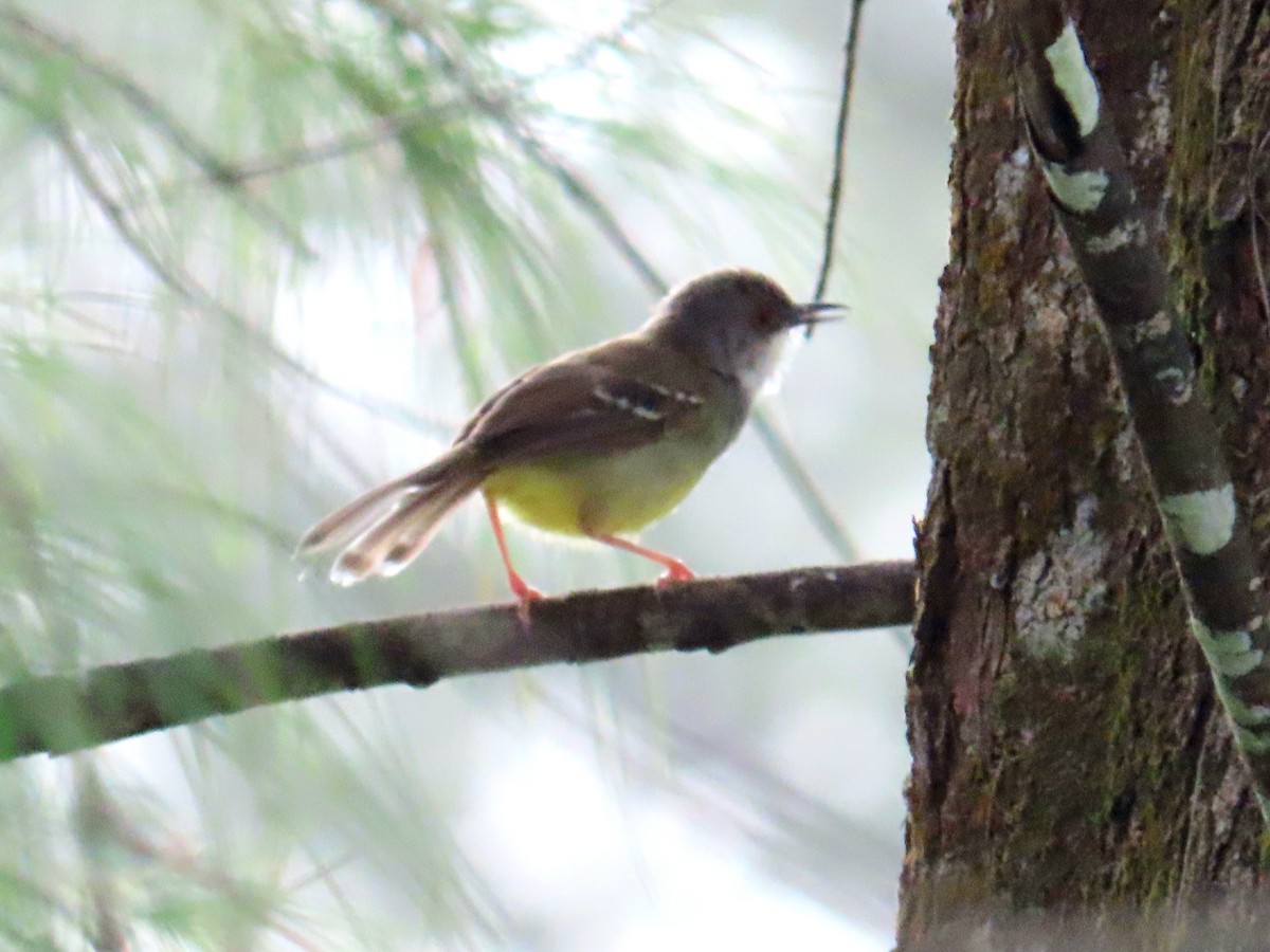 Bar-winged Prinia - ML651844928