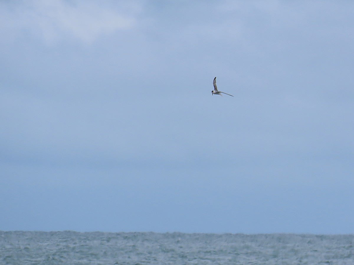 Little Tern - ML651845018