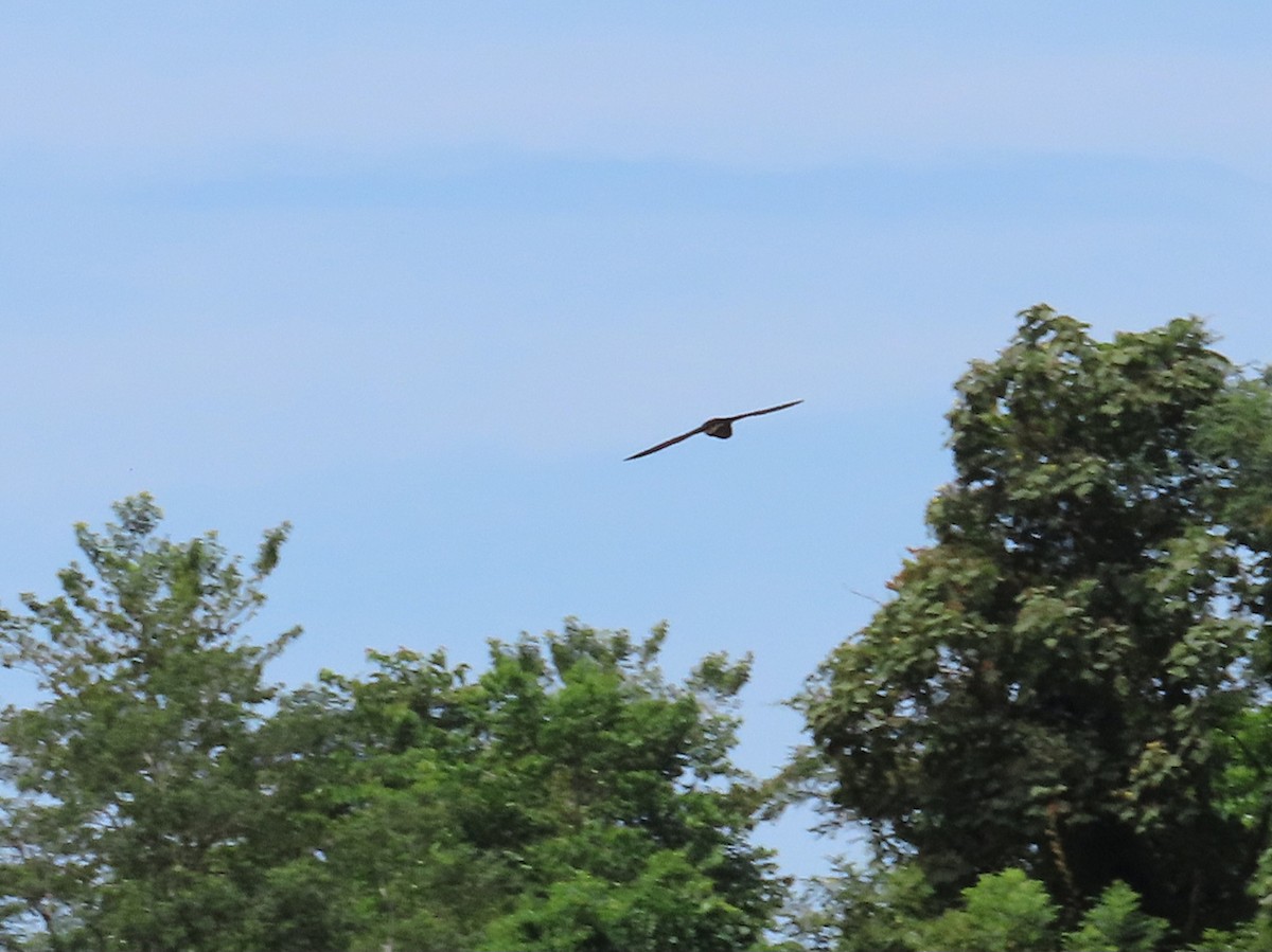 Brown-backed Needletail - ML651845147