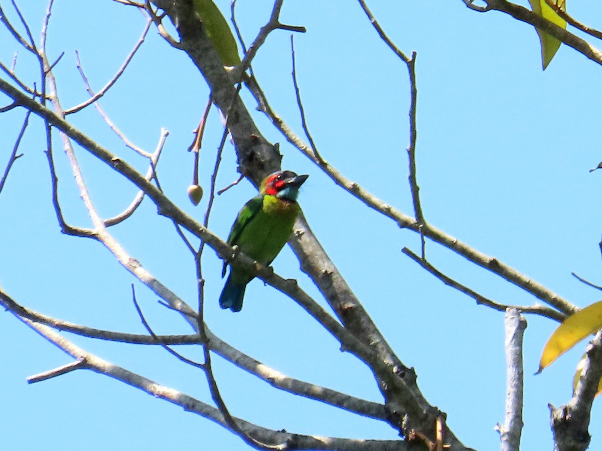 Black-eared Barbet - ML651845300