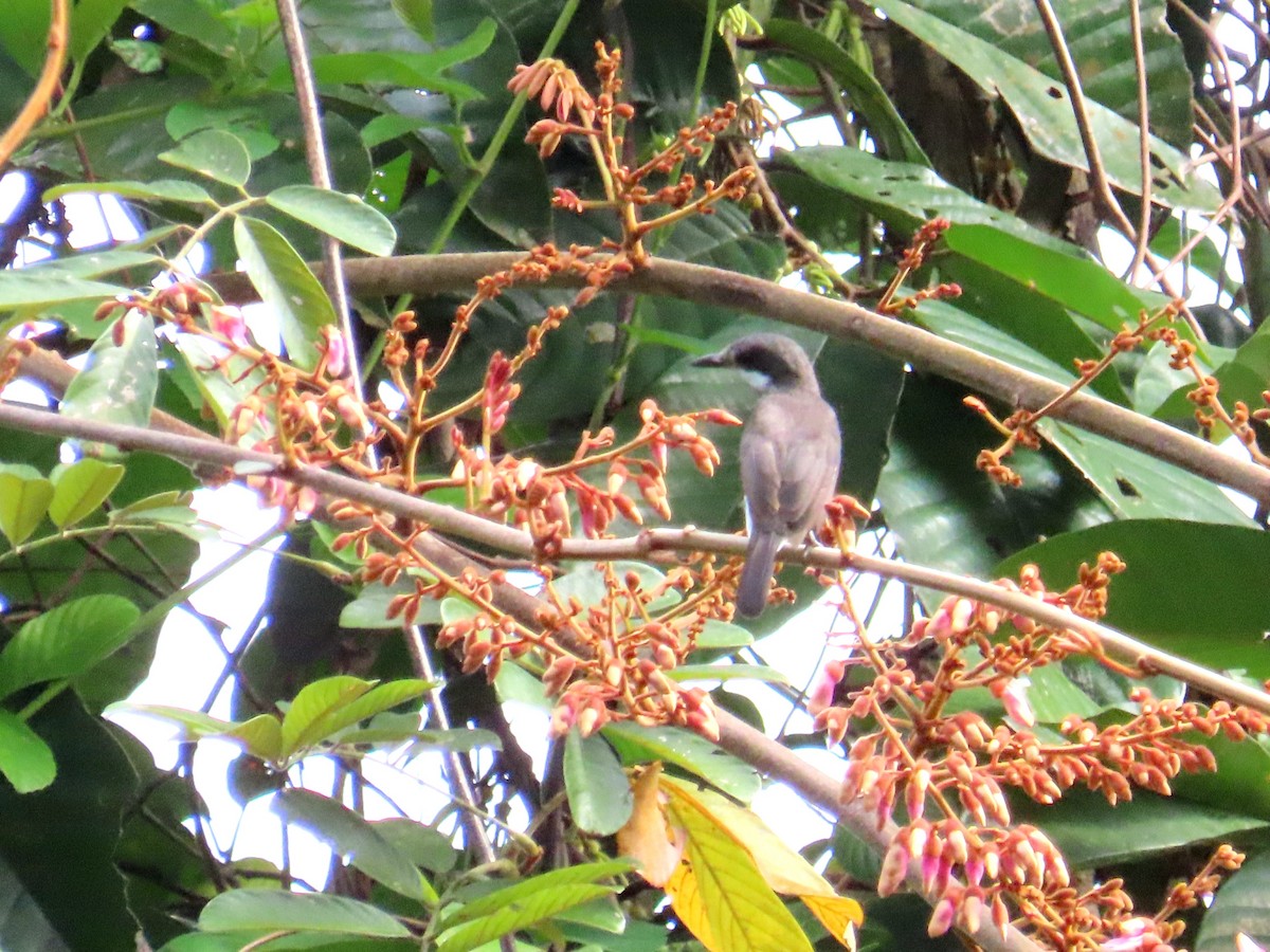 Black-winged Flycatcher-shrike - ML651845310