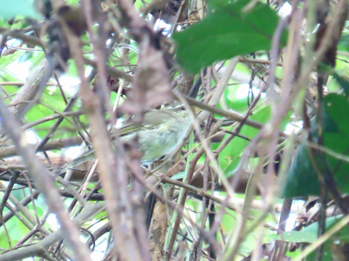 Arctic Warbler - ML651845312