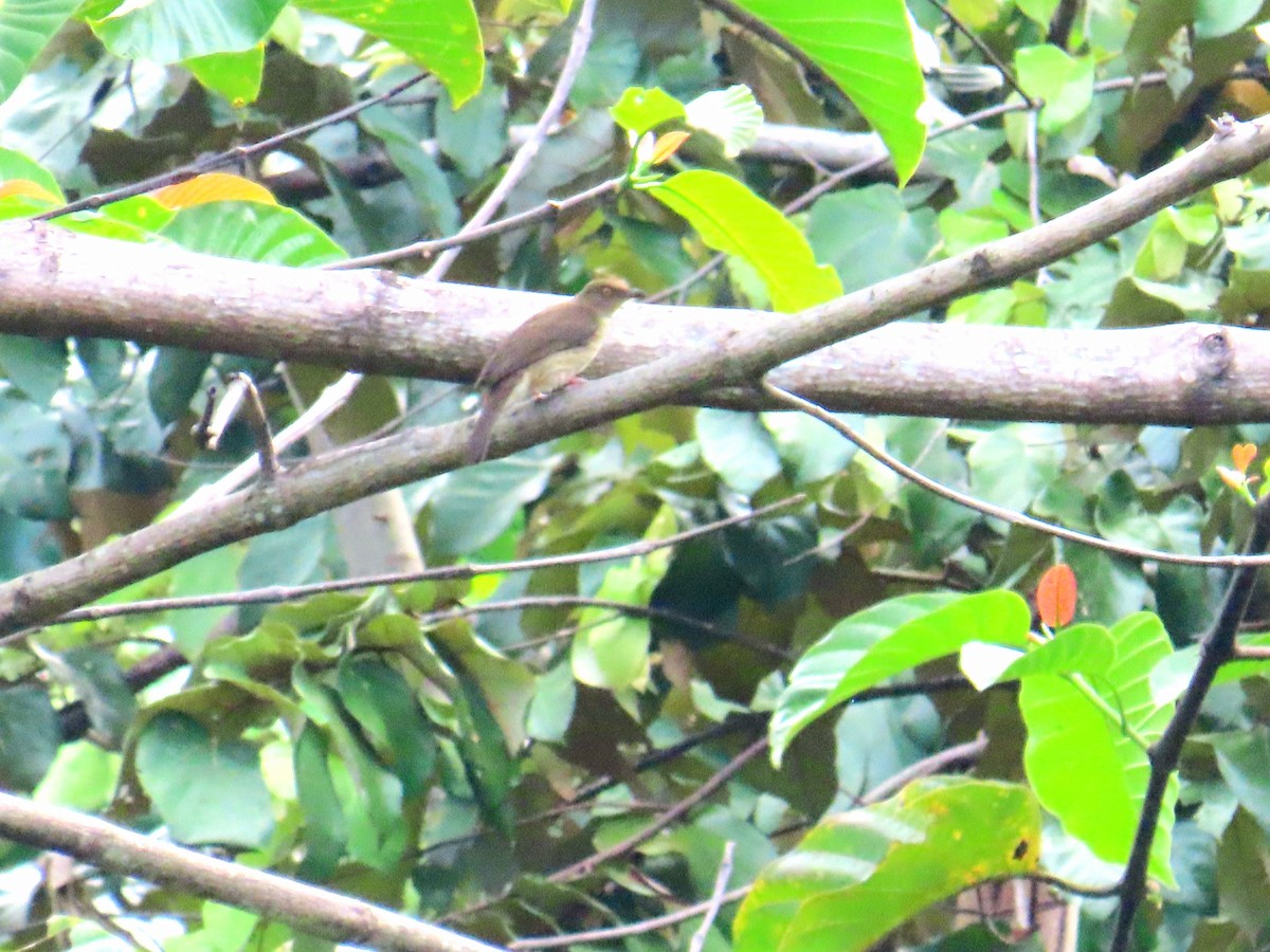 Cream-vented Bulbul - ML651845314